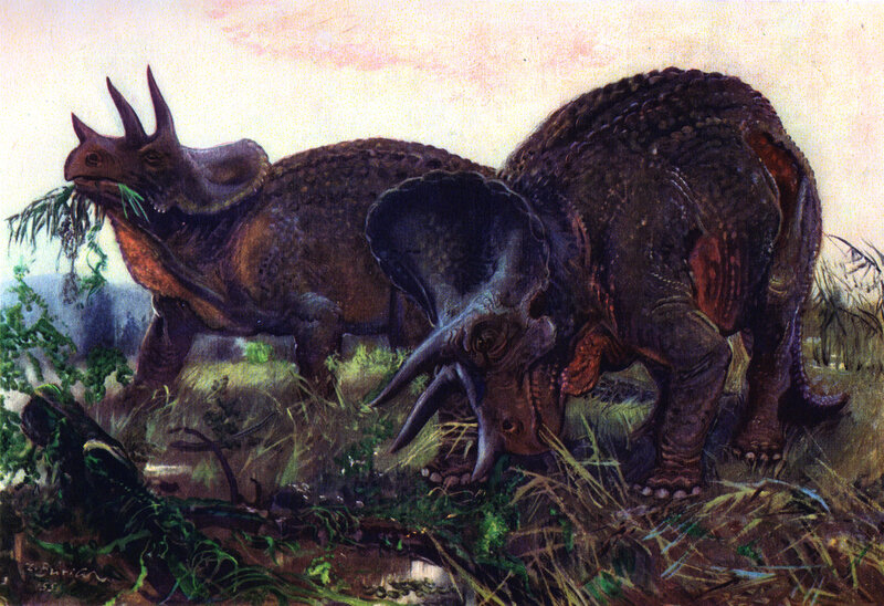 Two triceratops grazing