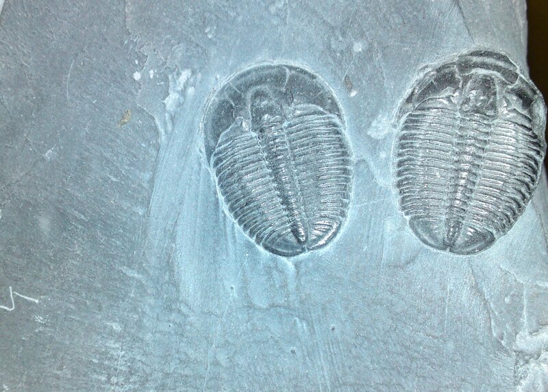 Two trilobite fossils in rock