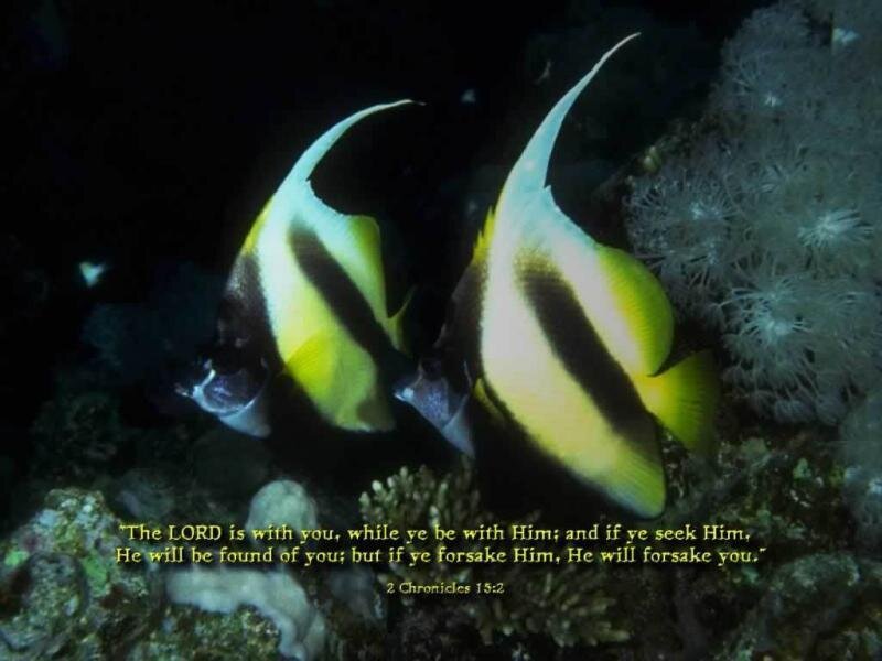 Two tropical fish on coral reef