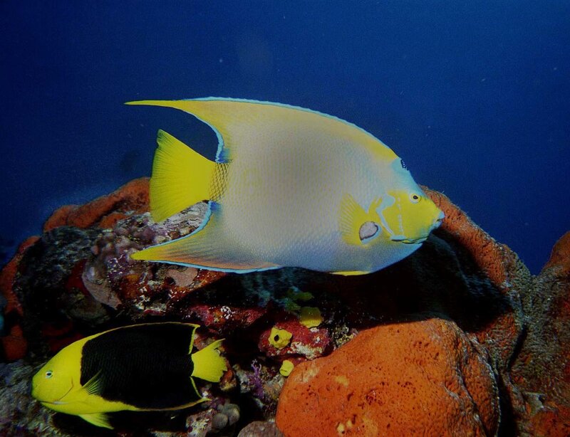 Two Tropical Fish on Reef
