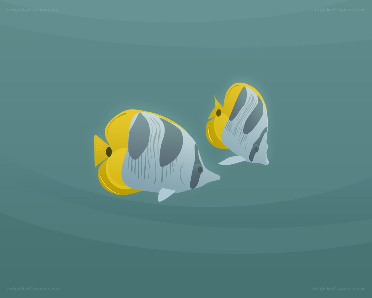Two tropical fish swimming