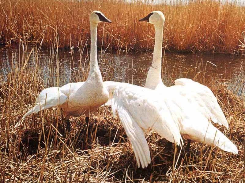two trumpeter swans in marsh