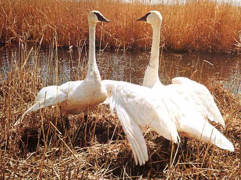 two trumpeter swans in marsh