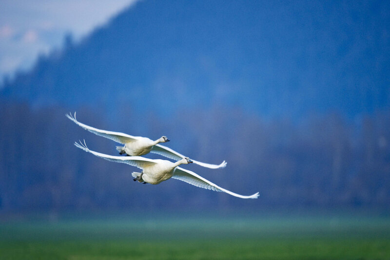 Two Trumpeter Swans