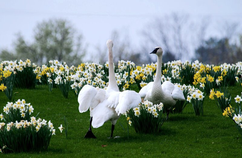 Two Trumpeter Swans — White, Serene