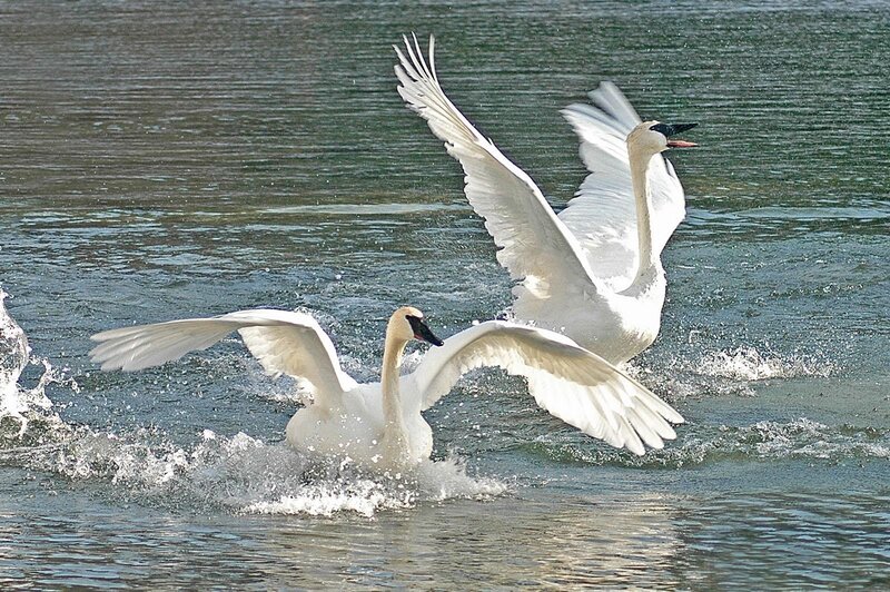 Two Trumpeter Swans — White
