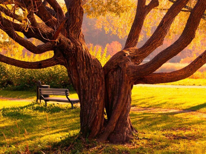 Two-trunked Tree in Park