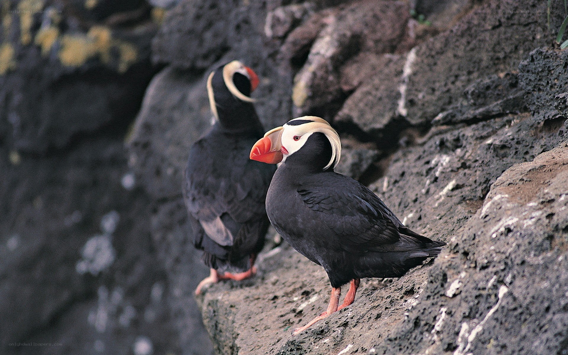 Two tufted puffins on a rock