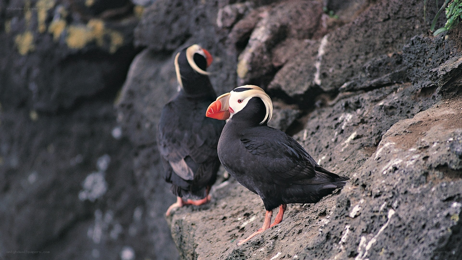 Two tufted puffins on a rock