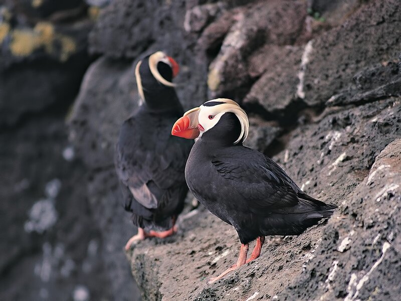 Two Tufted Puffins