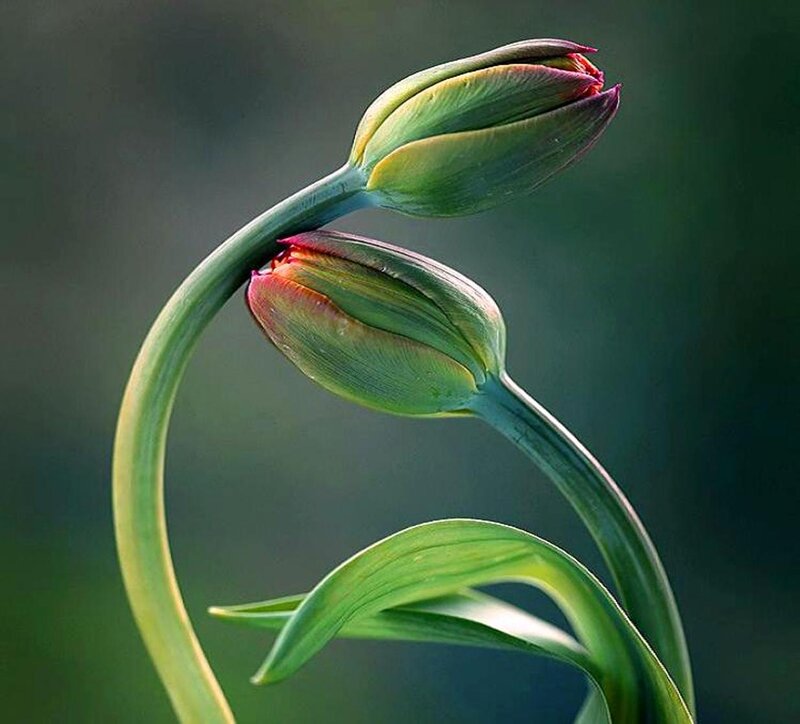 Two Tulip Buds