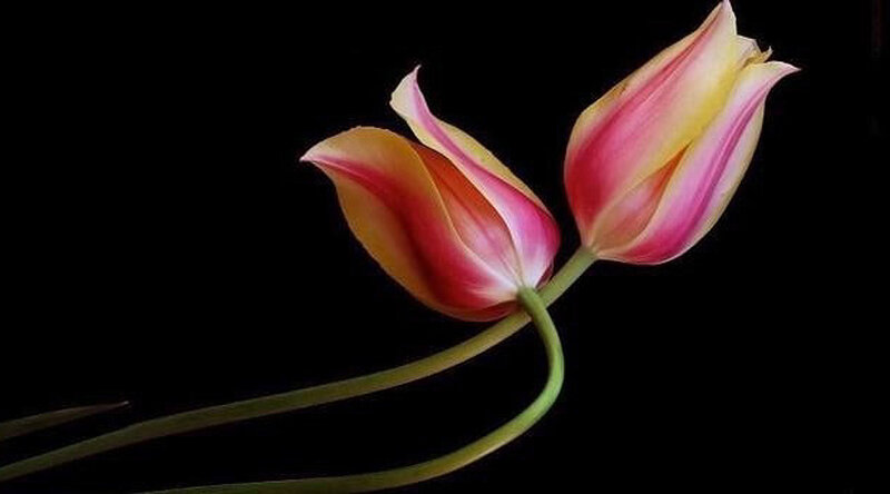 Two Tulip Flowers