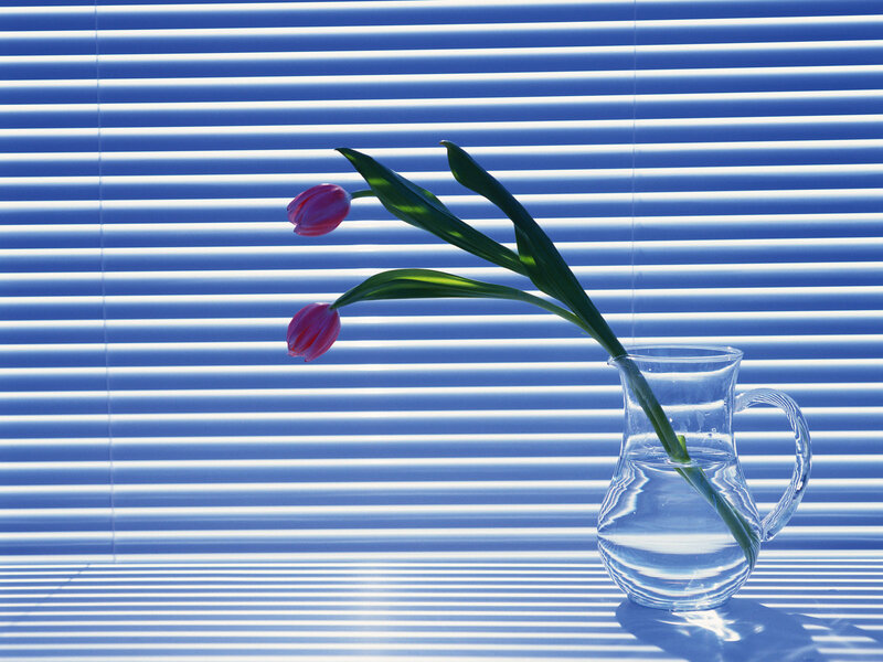 Two Tulips in a Pitcher