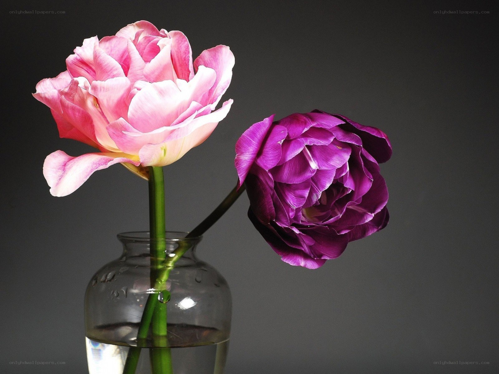 Two tulips in a vase