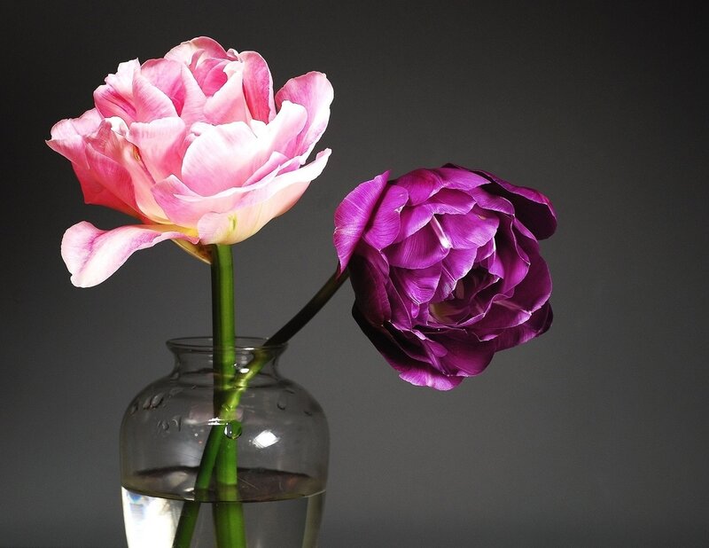 Two Tulips in a Vase — Pink