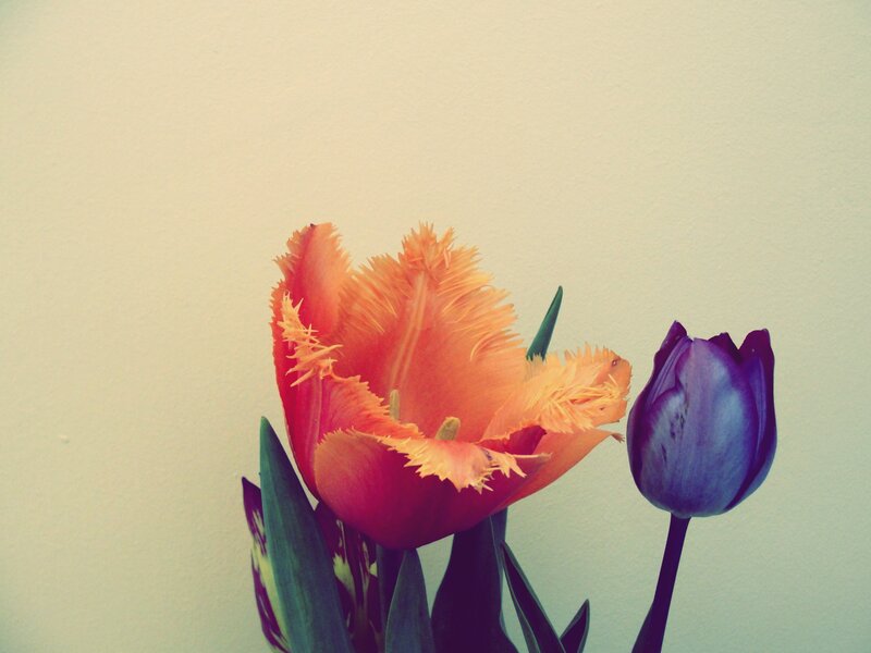Two Tulips in Bloom