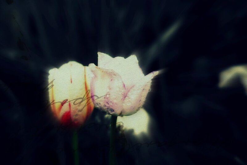 Two Tulips in Dark