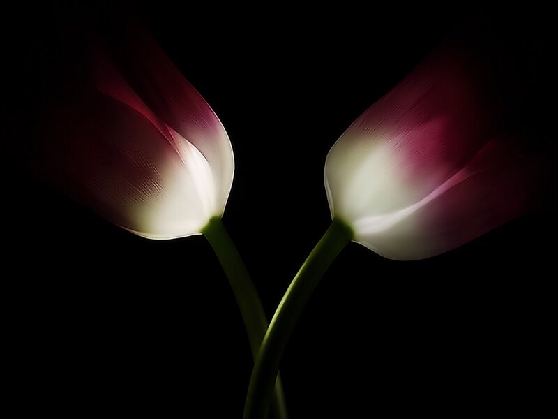 Two tulips in darkness