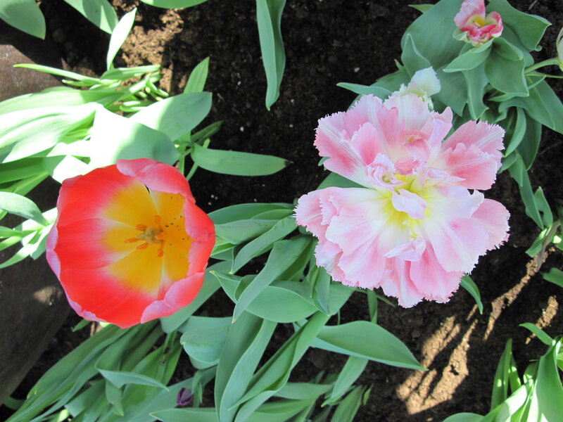 Two Tulips in Soil