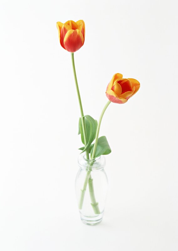 Two Tulips in Vase
