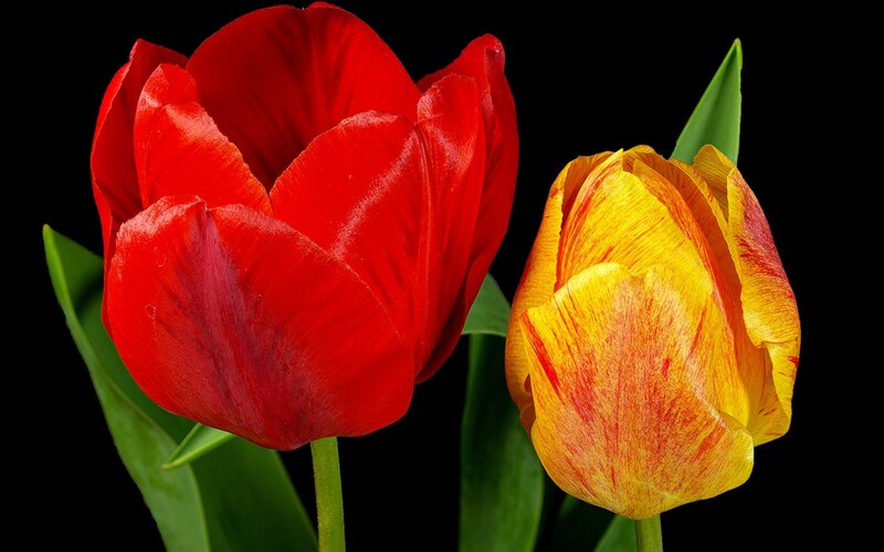 Two Tulips — Red