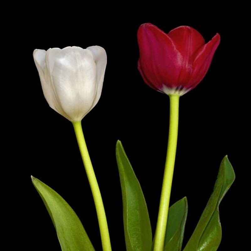 Two Tulips