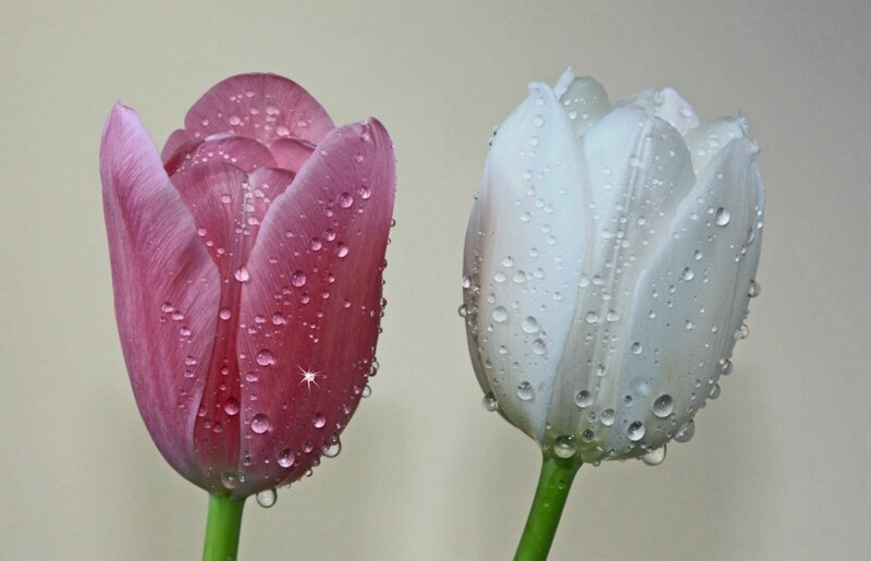 Two Tulips with Water Droplets — Pink