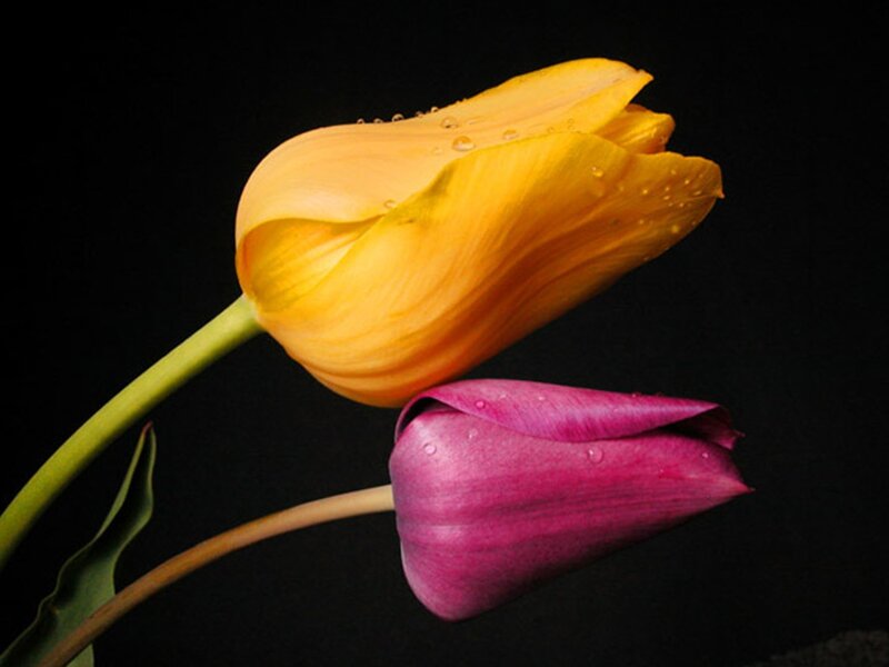 Two tulips with water droplets
