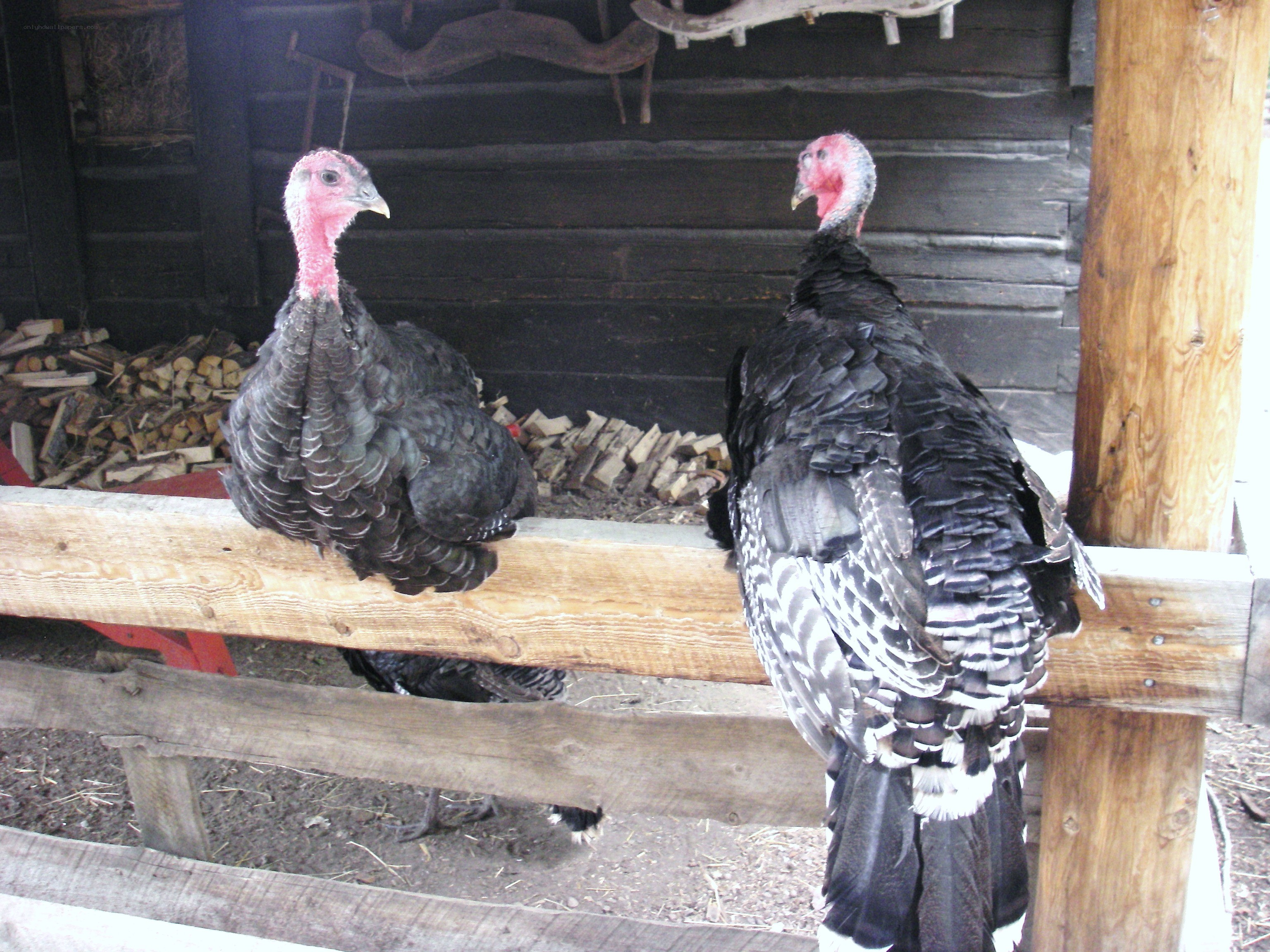 Two turkeys in a barn