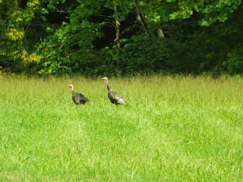 Two Turkeys in Field