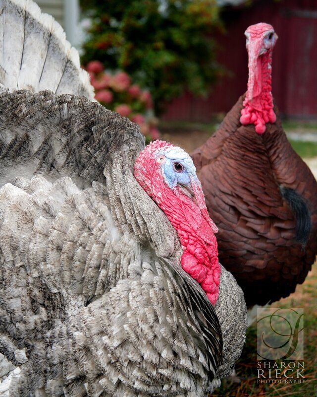 Two turkeys on a farm