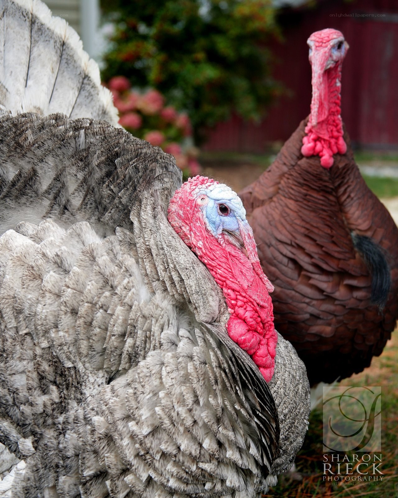 Two turkeys on a farm