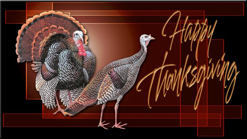 Two Turkeys