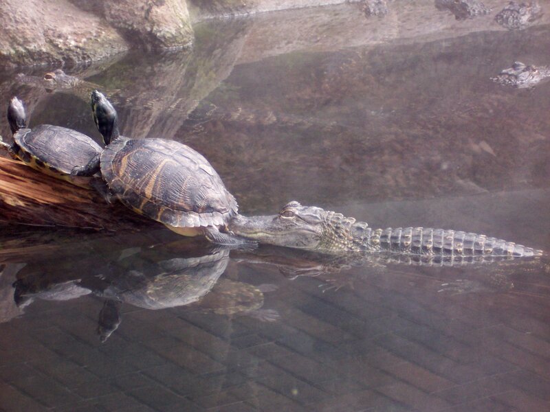 Two Turtles and an Alligator