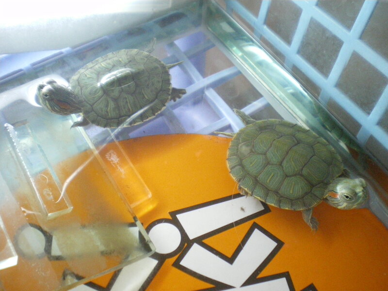 Two Turtles in Tank — Green, Calm, Photograph