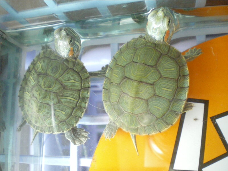 Two Turtles in Tank — Green, Calm