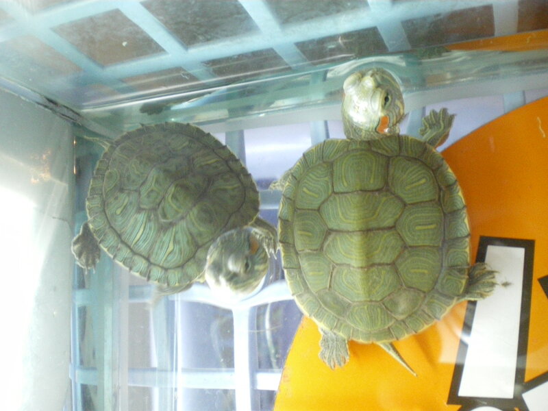 Two Turtles in Tank — Green