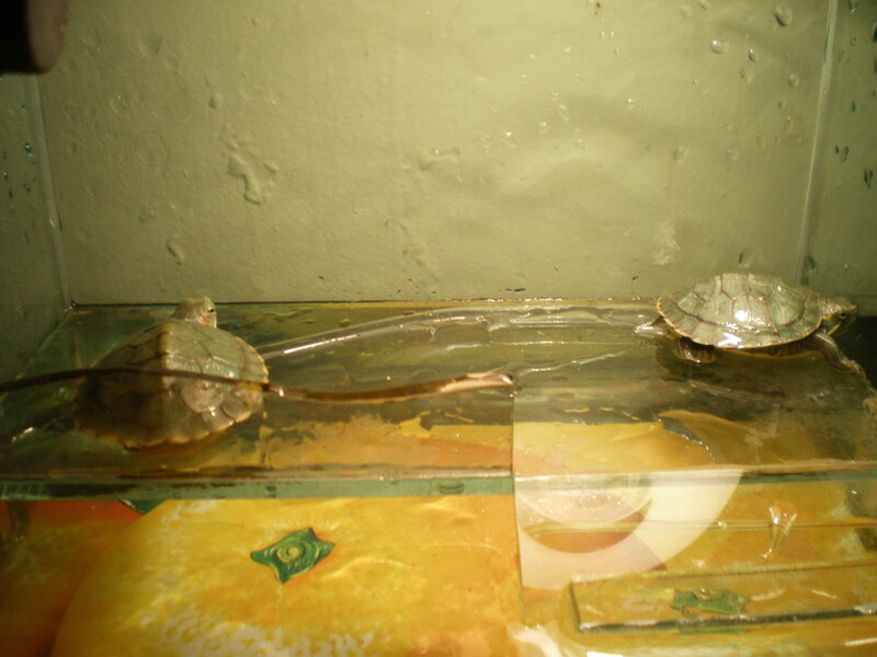 Two Turtles in Tank