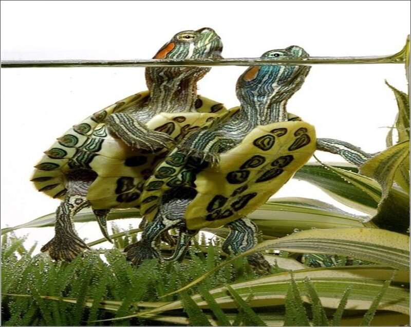 Two Turtles in Water — Green