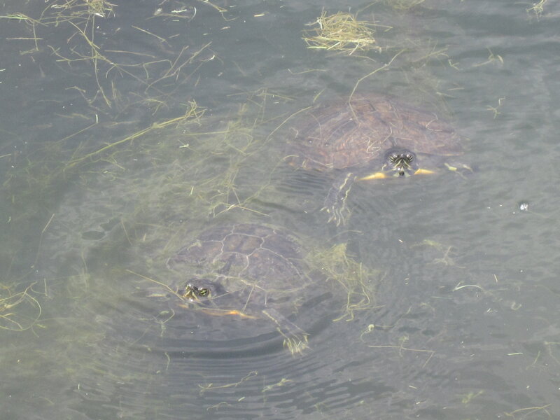 Two Turtles in Water