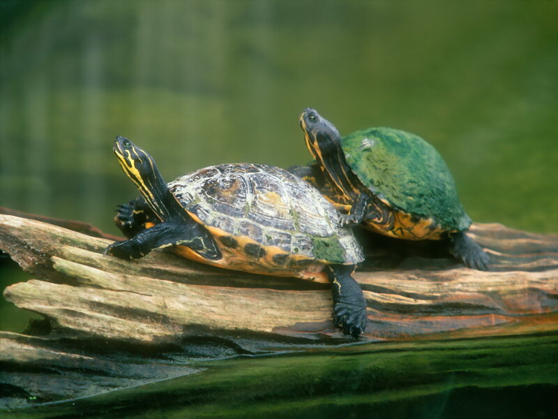 Two turtles on a log