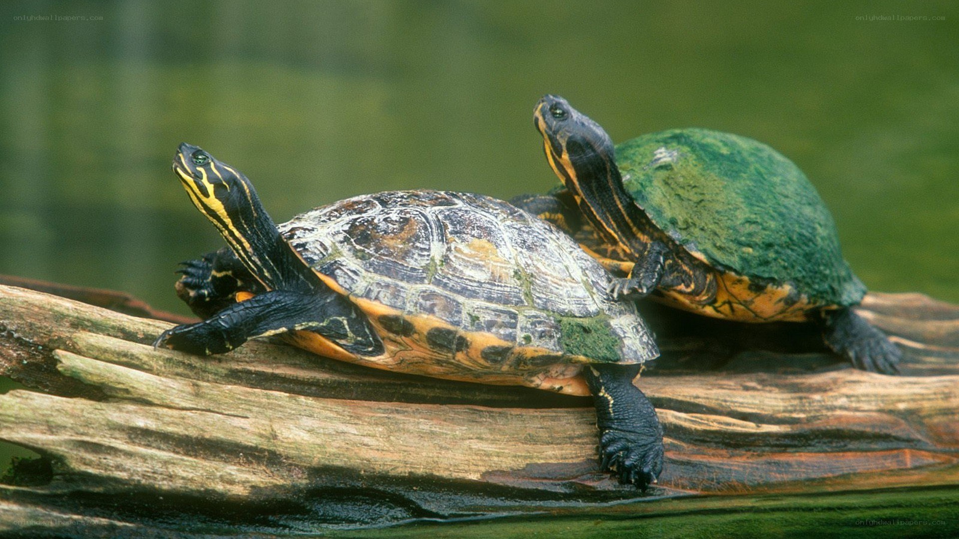 Two turtles on a log