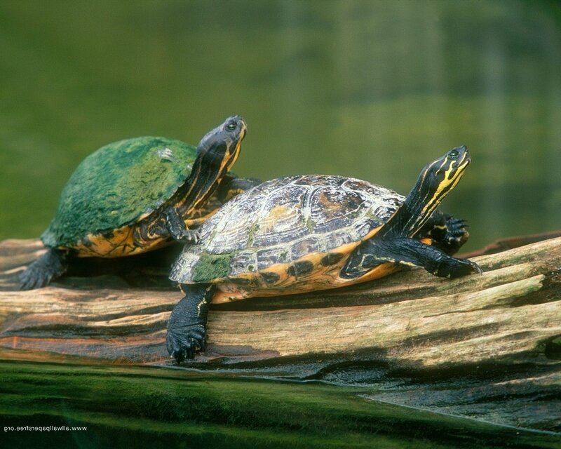 Two turtles on a log