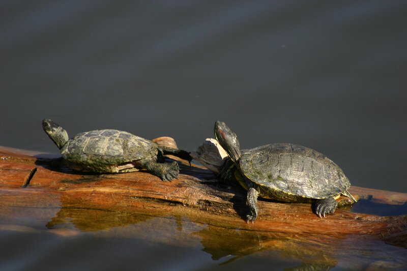 Two turtles on a log