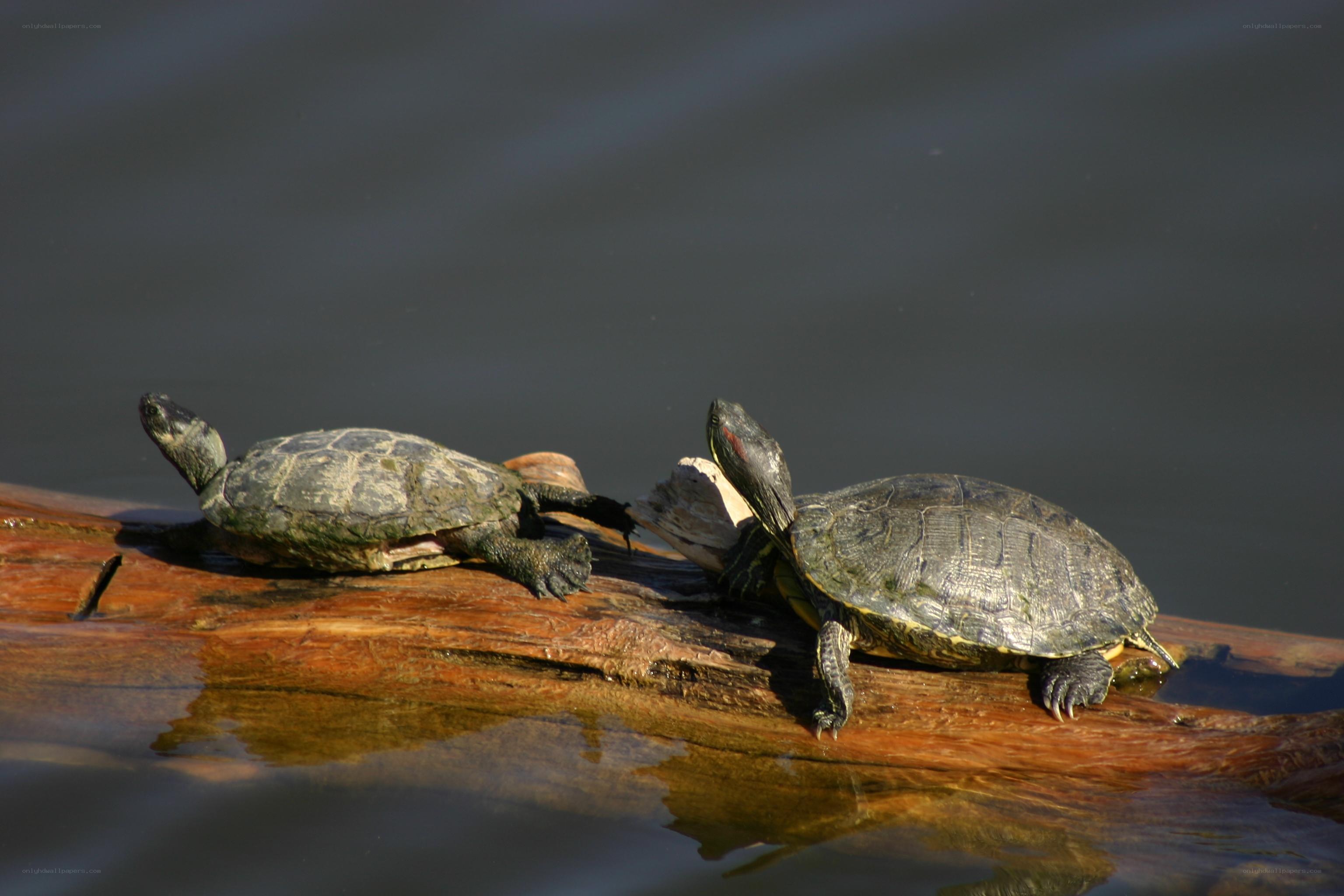 Two turtles on a log