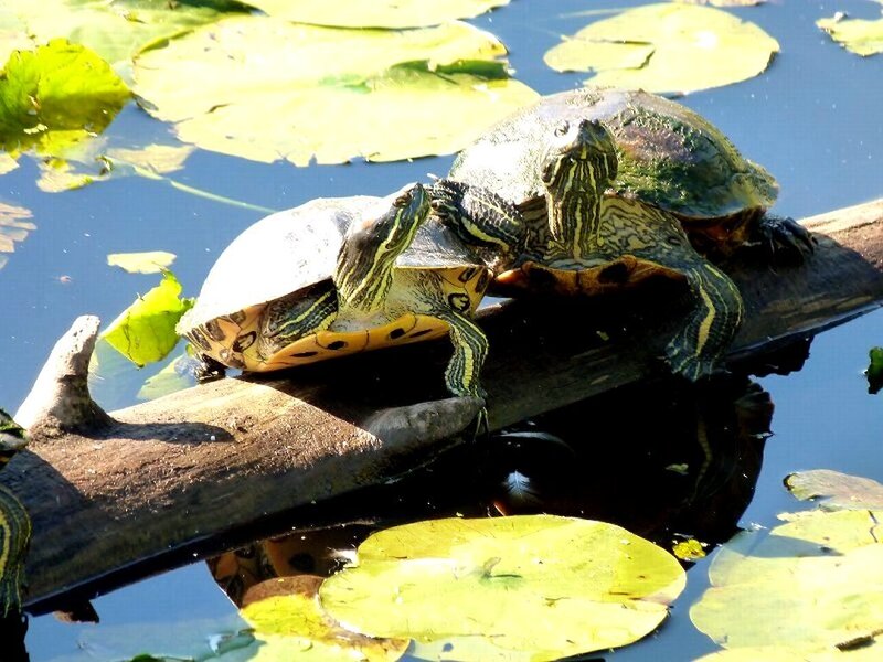 Two Turtles on a Log — Green
