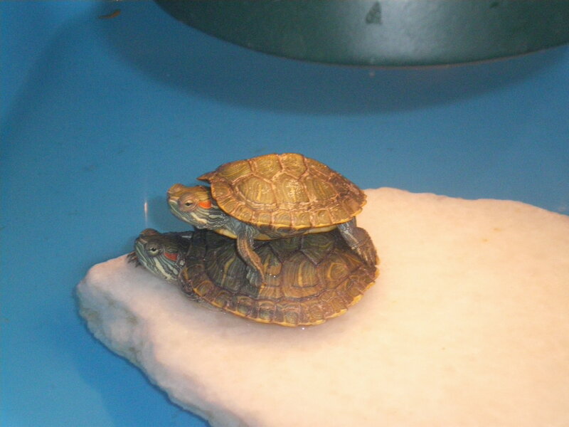 Two Turtles on a Rock — Blue