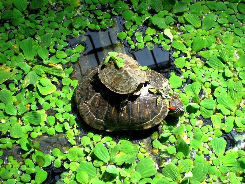 Two Turtles on Lily Pads