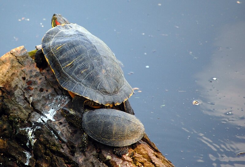 Two Turtles on Log — Gray