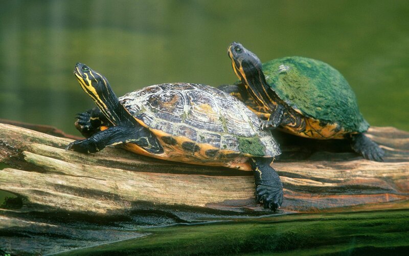 Two Turtles on Log — Green, Calm, Photograph, Water, Brown